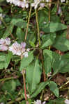 Pennsylvania smartweed